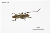 藏品(柿紋綠虎天牛)的圖片